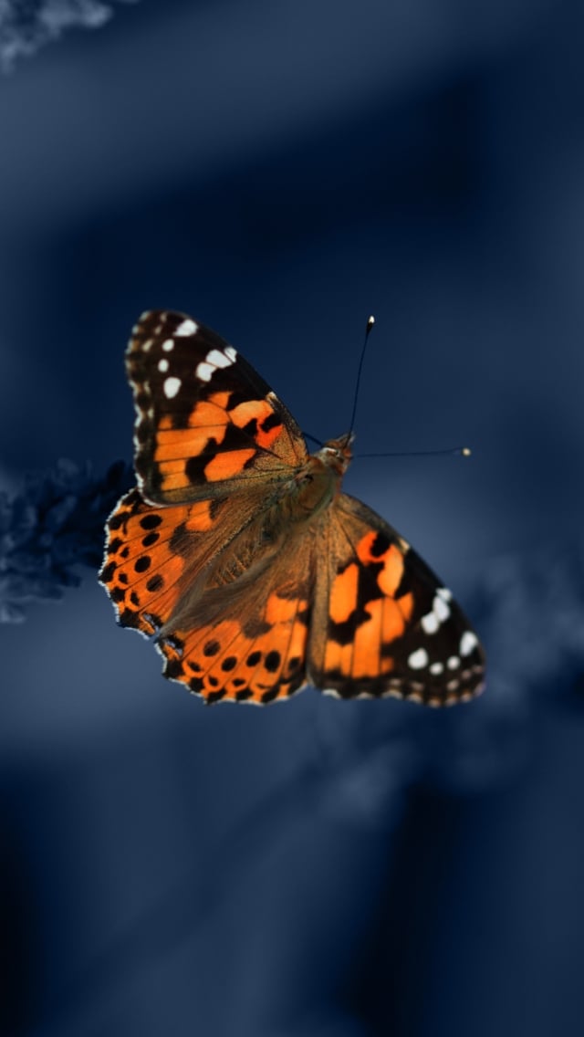 Iphone 5 Kelebek Arkaplan - Butterfly Wallpaper For Iphone 5 - HD Wallpaper 