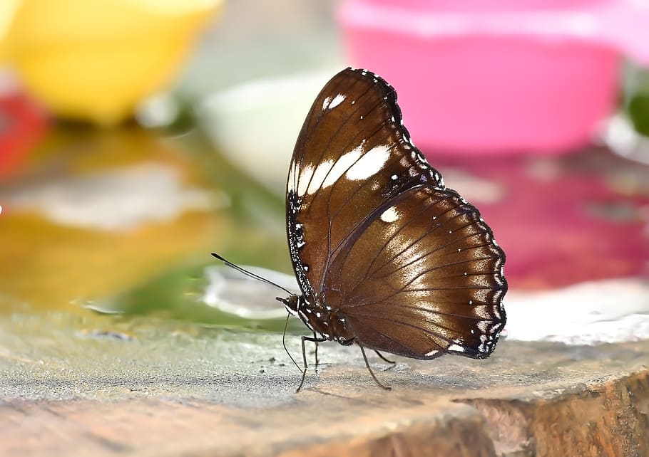 Lepidoptera - HD Wallpaper 