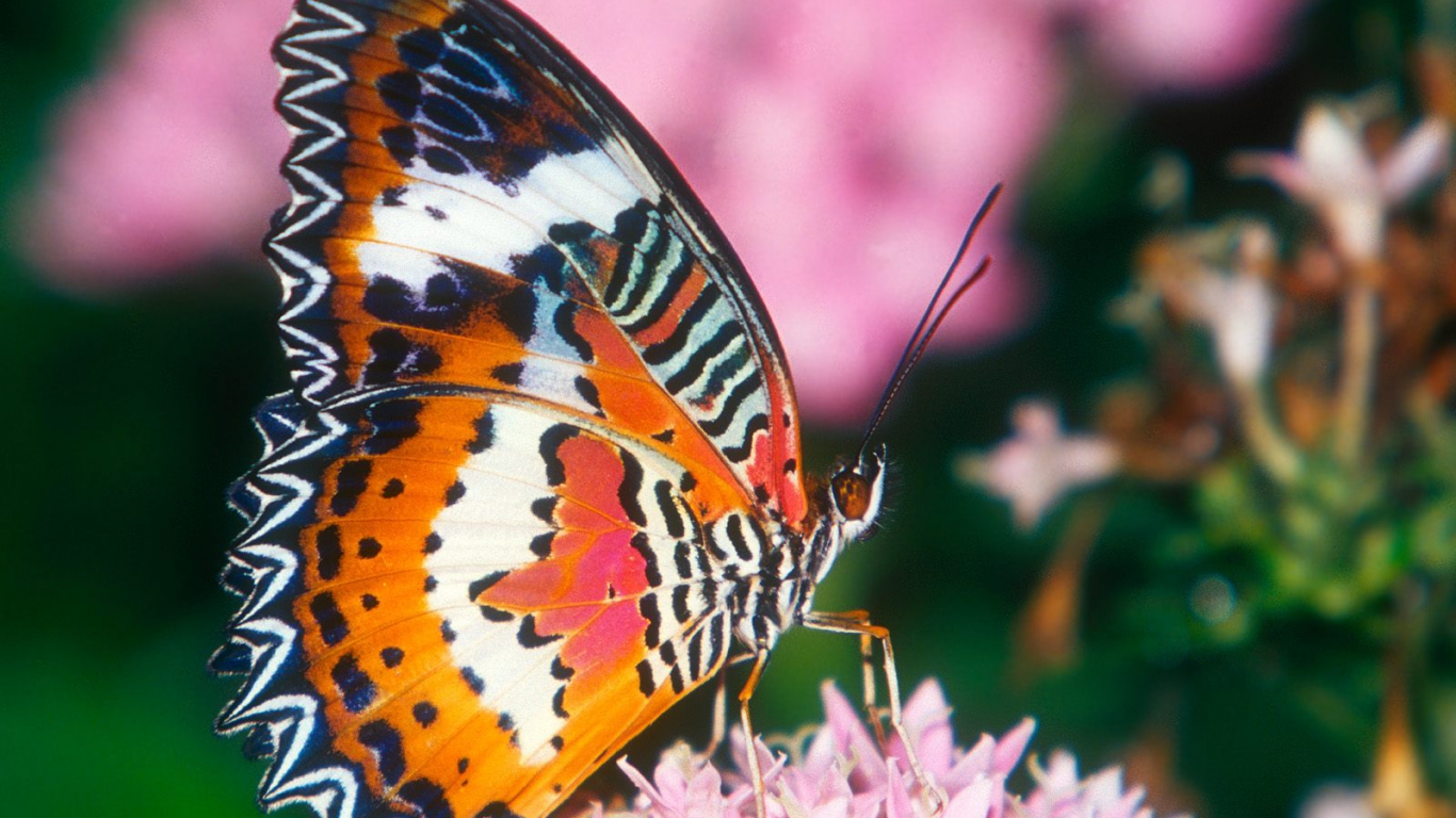 Colorful Butterflies Closeup - HD Wallpaper 