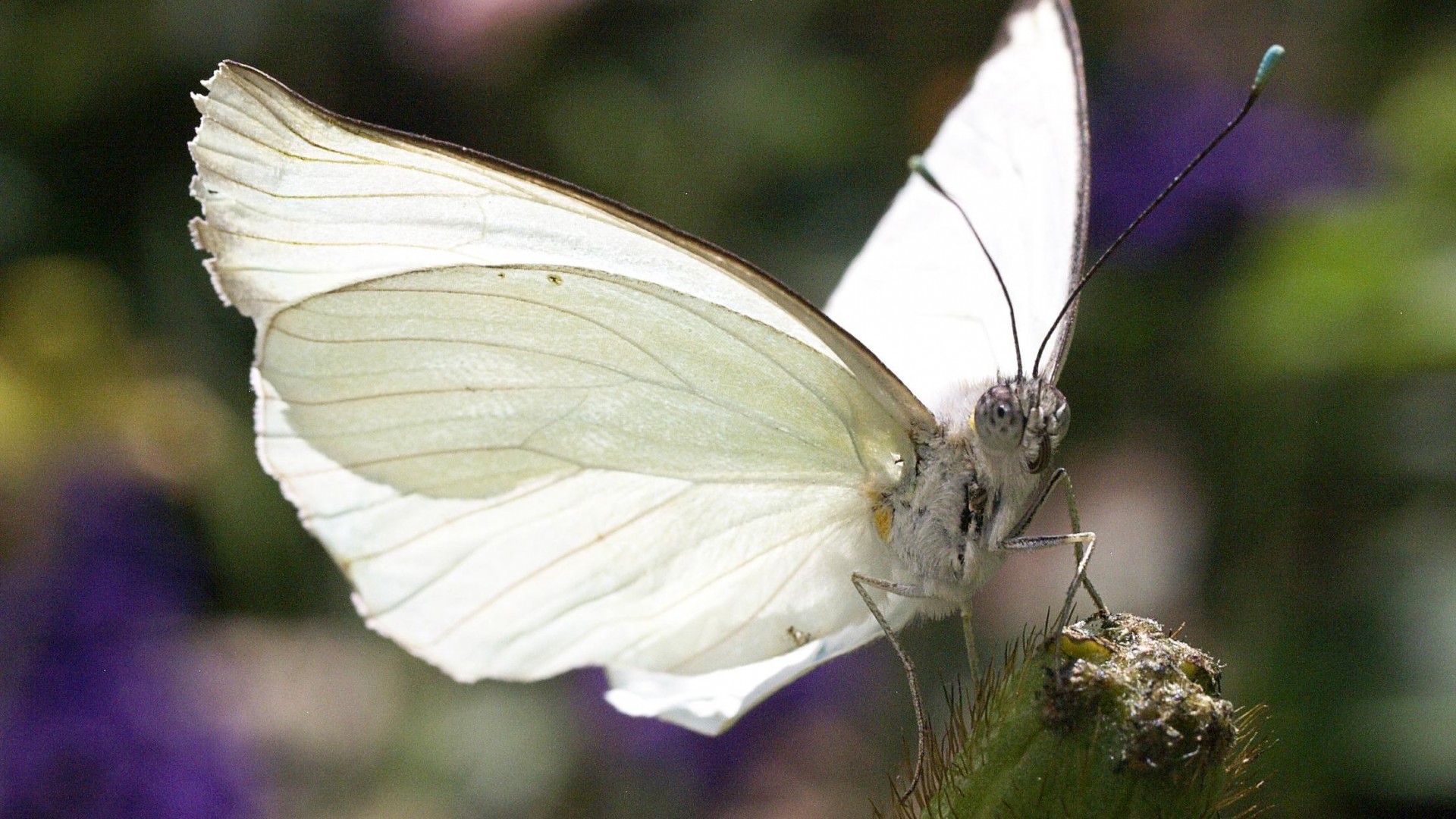 White Butterfly Mexico - HD Wallpaper 