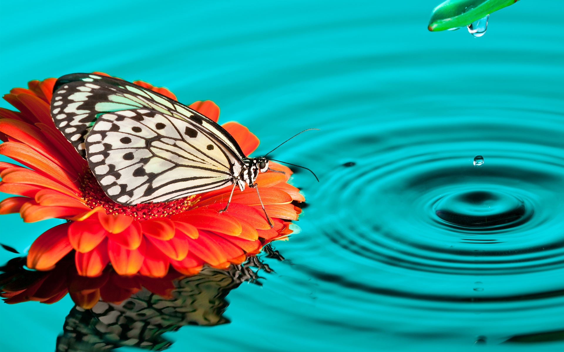Butterfly Hd - HD Wallpaper 