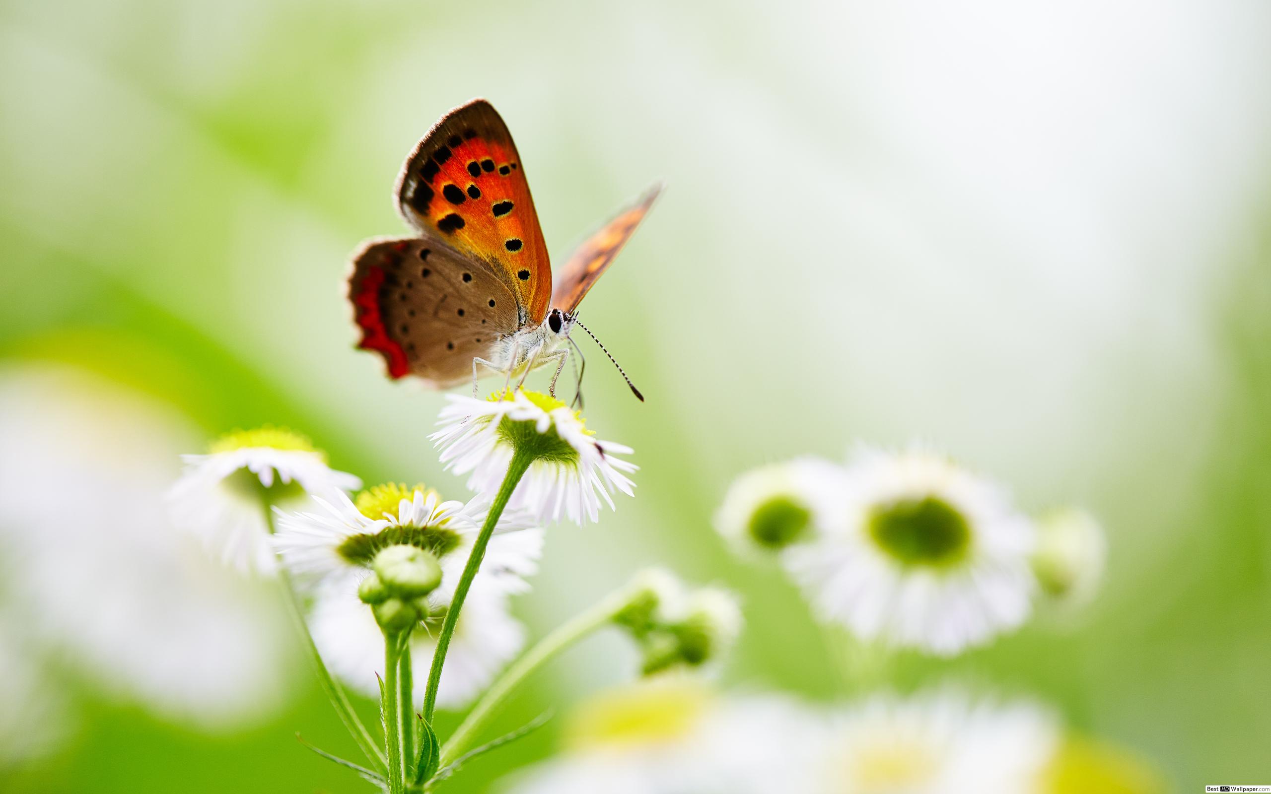2 Farfalle Sul Fiore - HD Wallpaper 