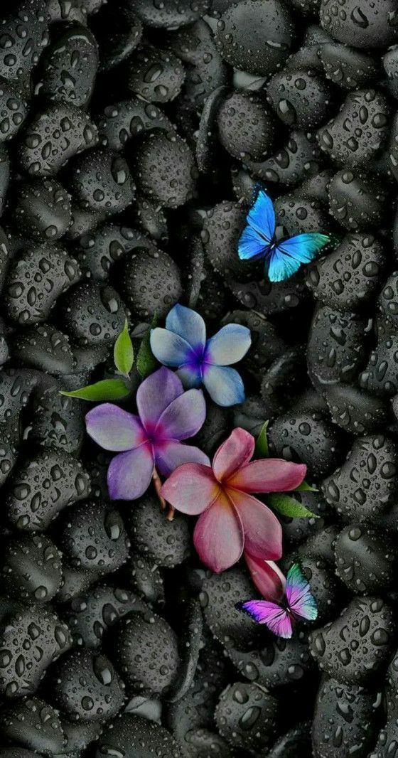 Kelebek Wallpaper - HD Wallpaper 