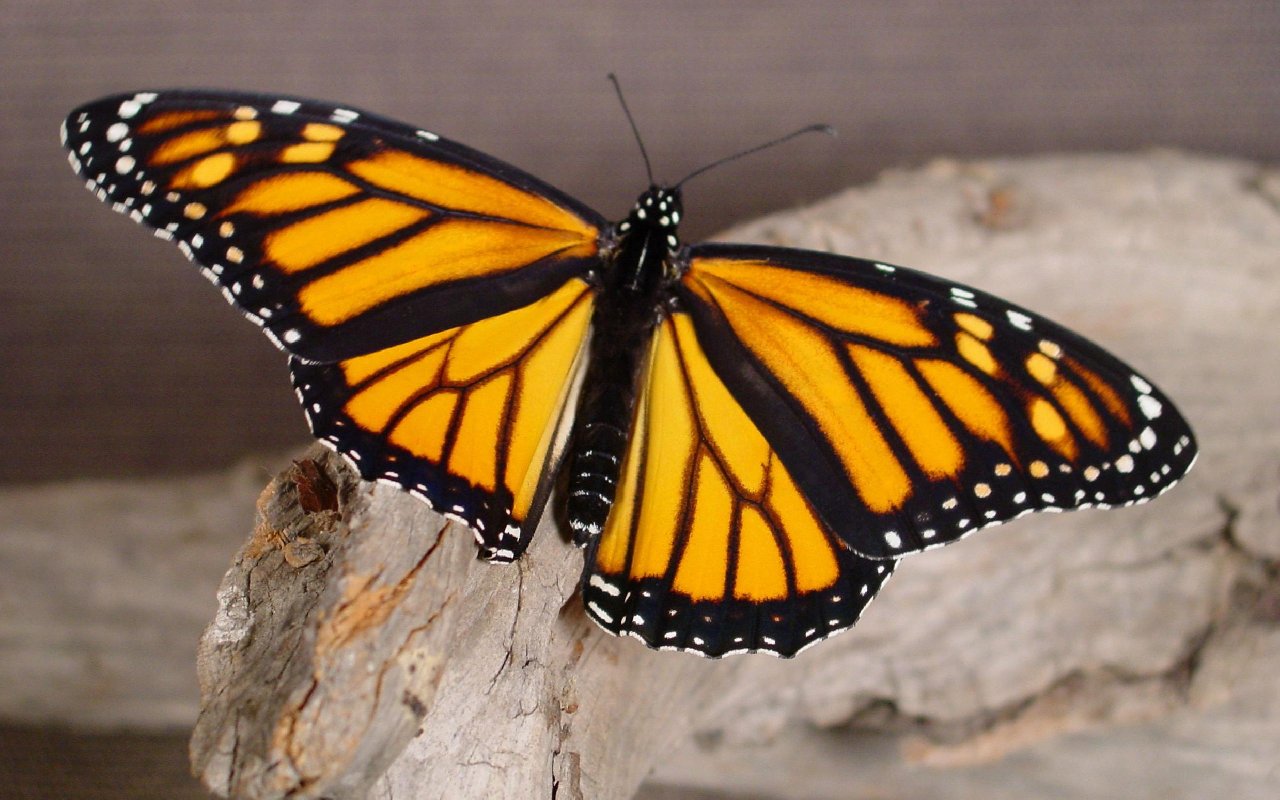 Angangueo - HD Wallpaper 