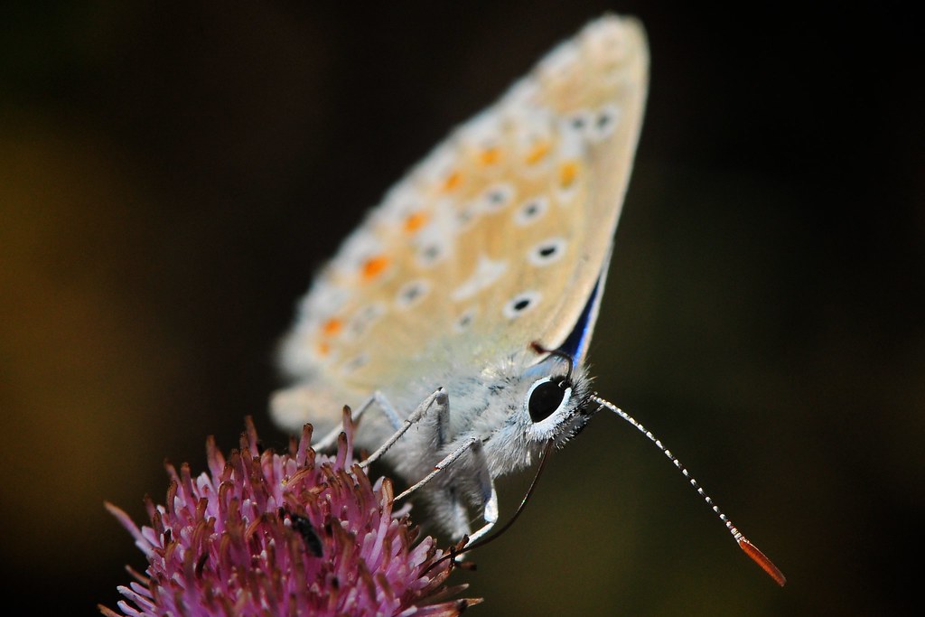 Aricia - HD Wallpaper 