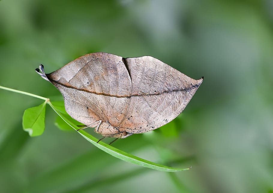 Macro Photography - HD Wallpaper 