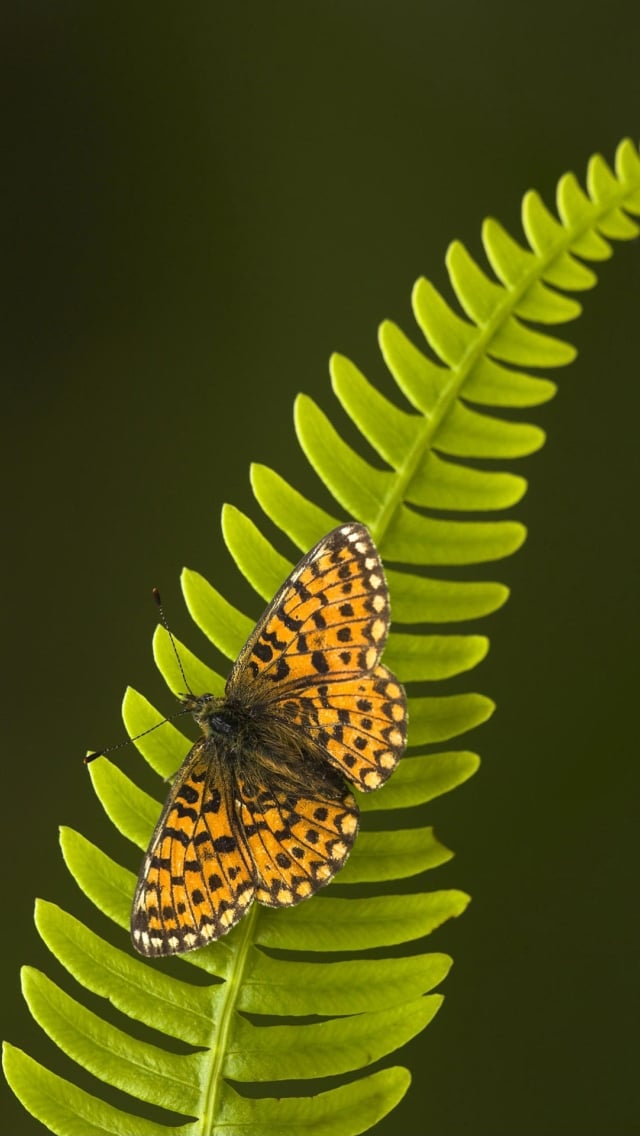 Iphone 5 Kelebek Arkaplan - Iphone 5 Wallpaper Butterfly - HD Wallpaper 