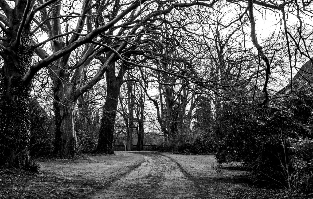Photo Wallpaper Road, Trees, Branches, Nature, Black - Скачать Черно Белое Фото Природа - HD Wallpaper 