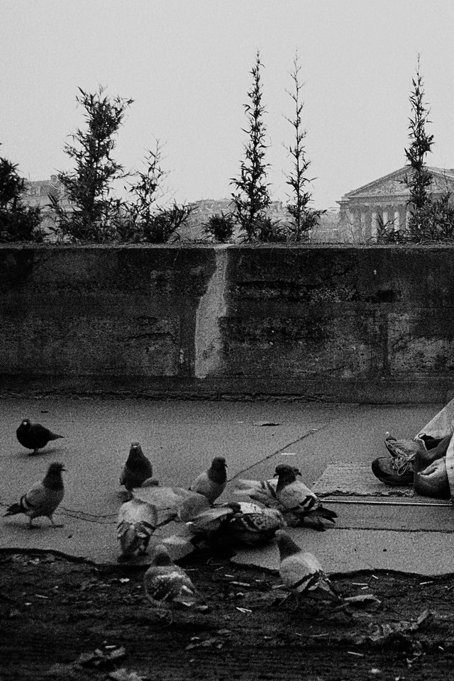 Iphone Background Nature Black And White - HD Wallpaper 