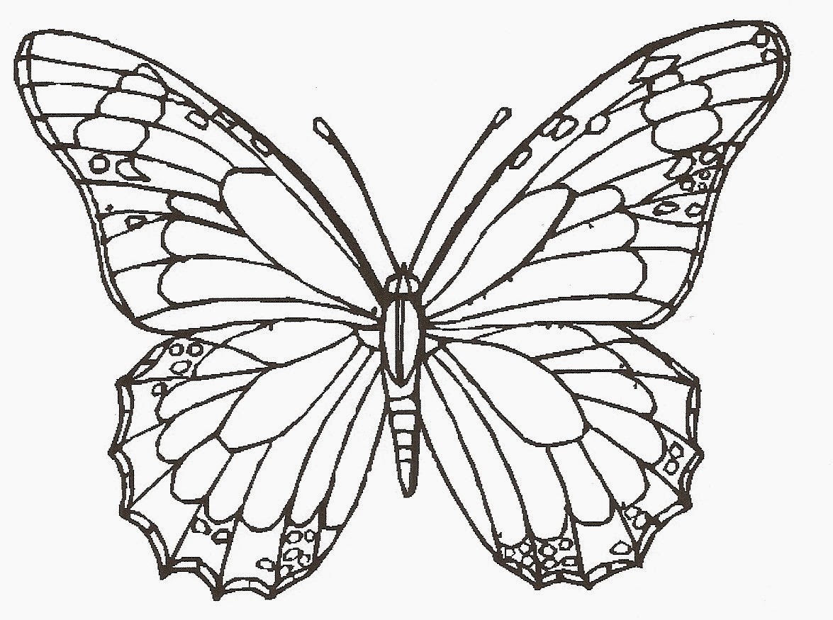 Cartoon Butterfly Drawings Wallpapers - Butterfly Drawing - HD Wallpaper 
