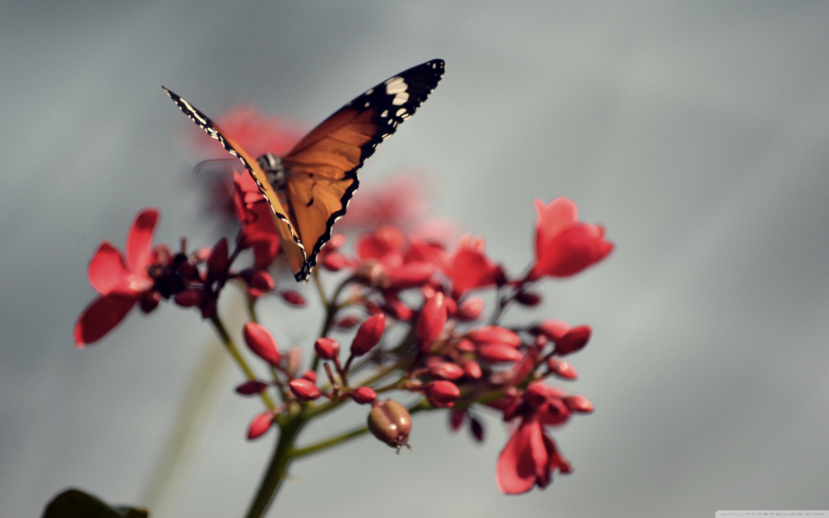 Butterfly In Nature Iphone - HD Wallpaper 