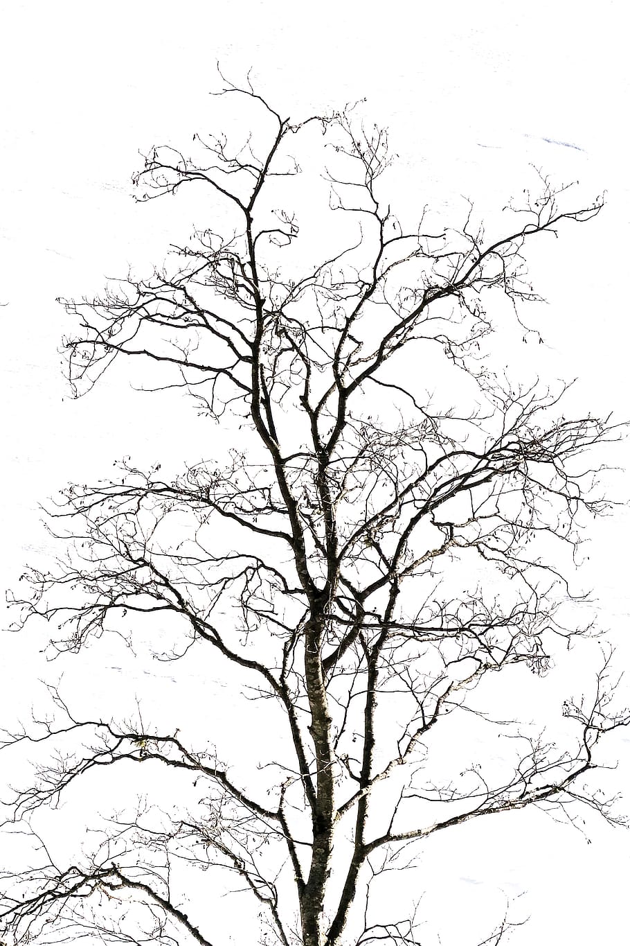 Trees, Birch, Nature, Black And White, Winter, Branches, - Monochrome - HD Wallpaper 