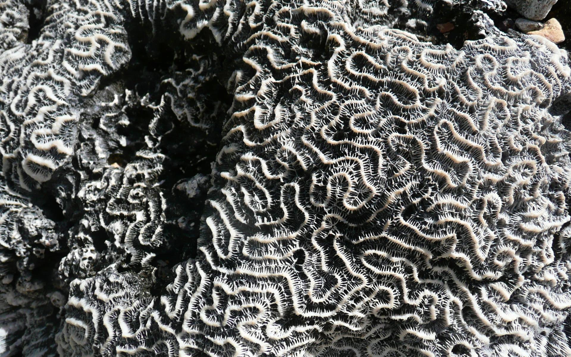 Black And White Coral I - Black And White Coral - HD Wallpaper 
