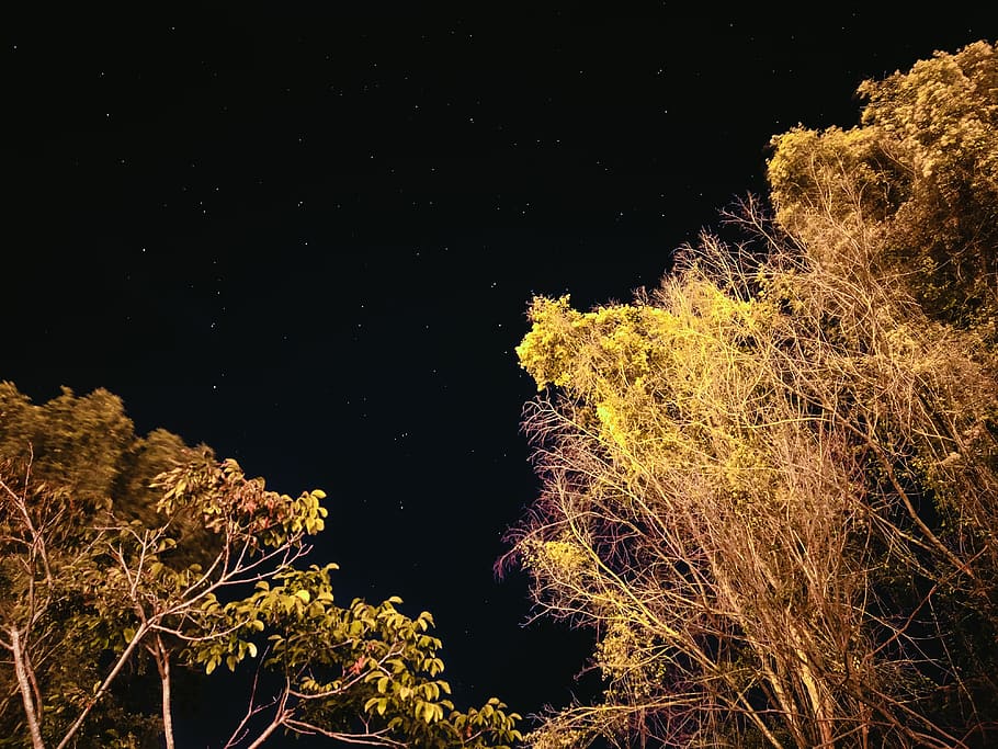 Nocturnal, Night, Sky, Stars, Stargazing, Trees, Nature, - Night - HD Wallpaper 