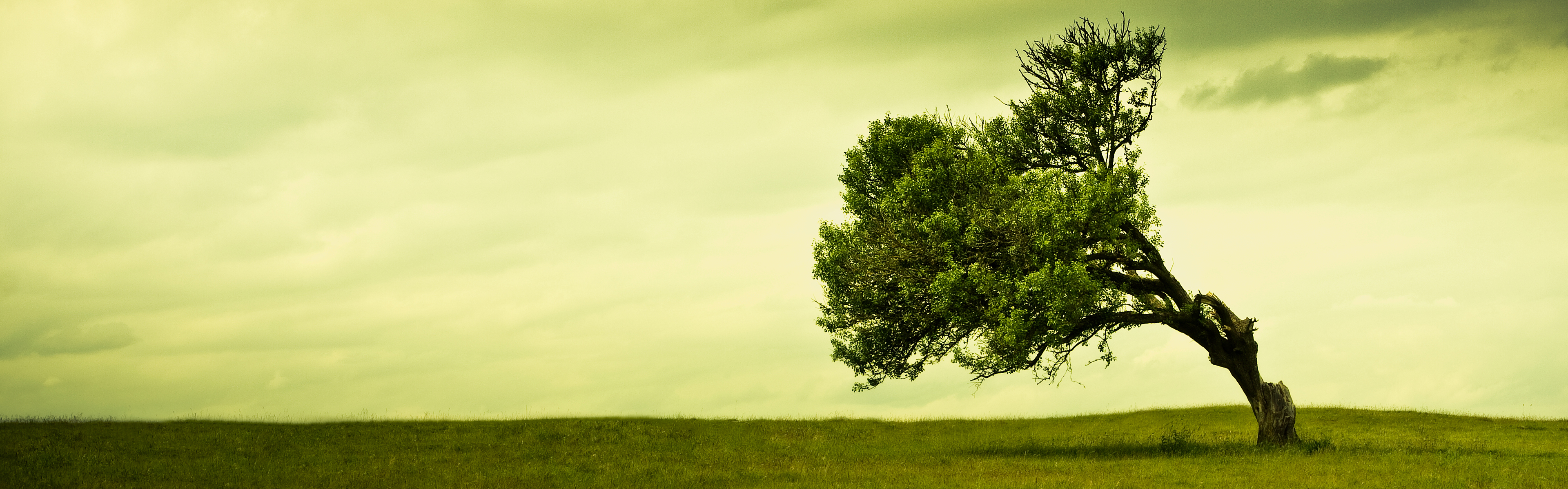 Dual Screen Wallpaper Tree - HD Wallpaper 