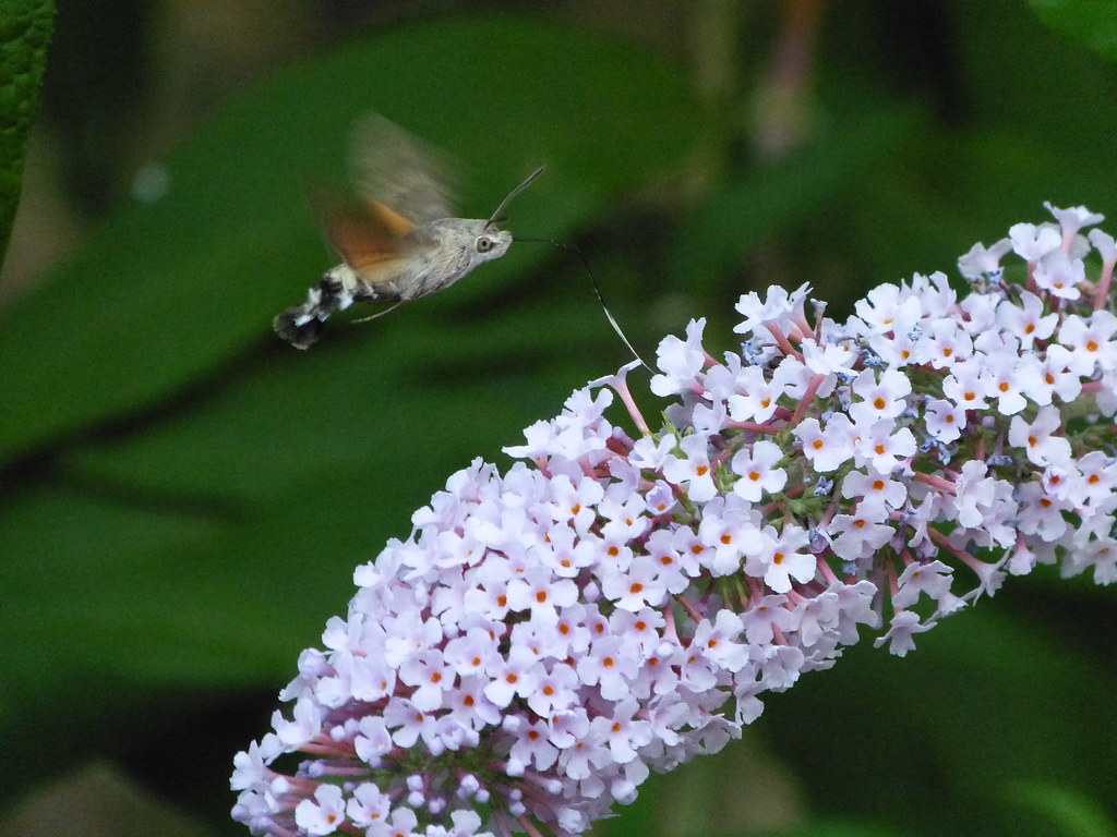 Buddleia - HD Wallpaper 