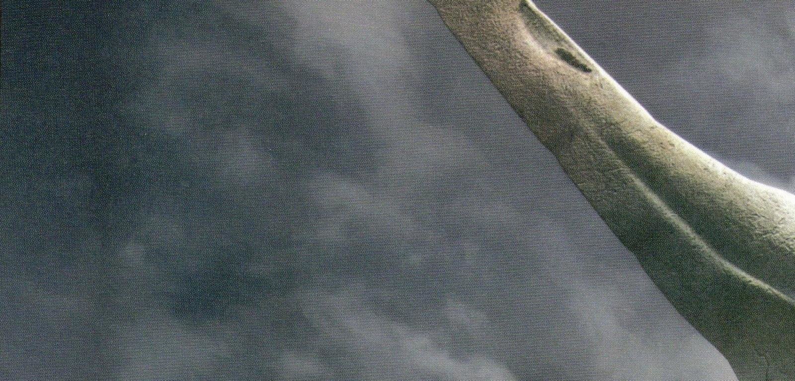 Free Xenoblade Chronicles High Quality Wallpaper Id - Tree - HD Wallpaper 