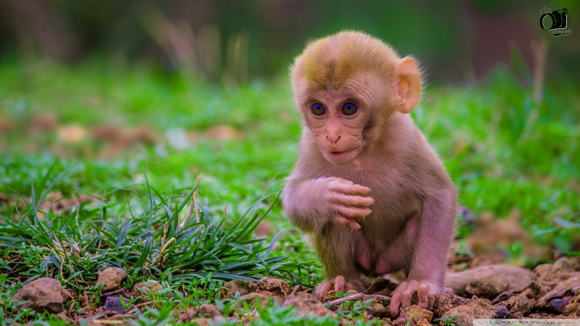 Baby Monkey Wallpaper Hd - HD Wallpaper 