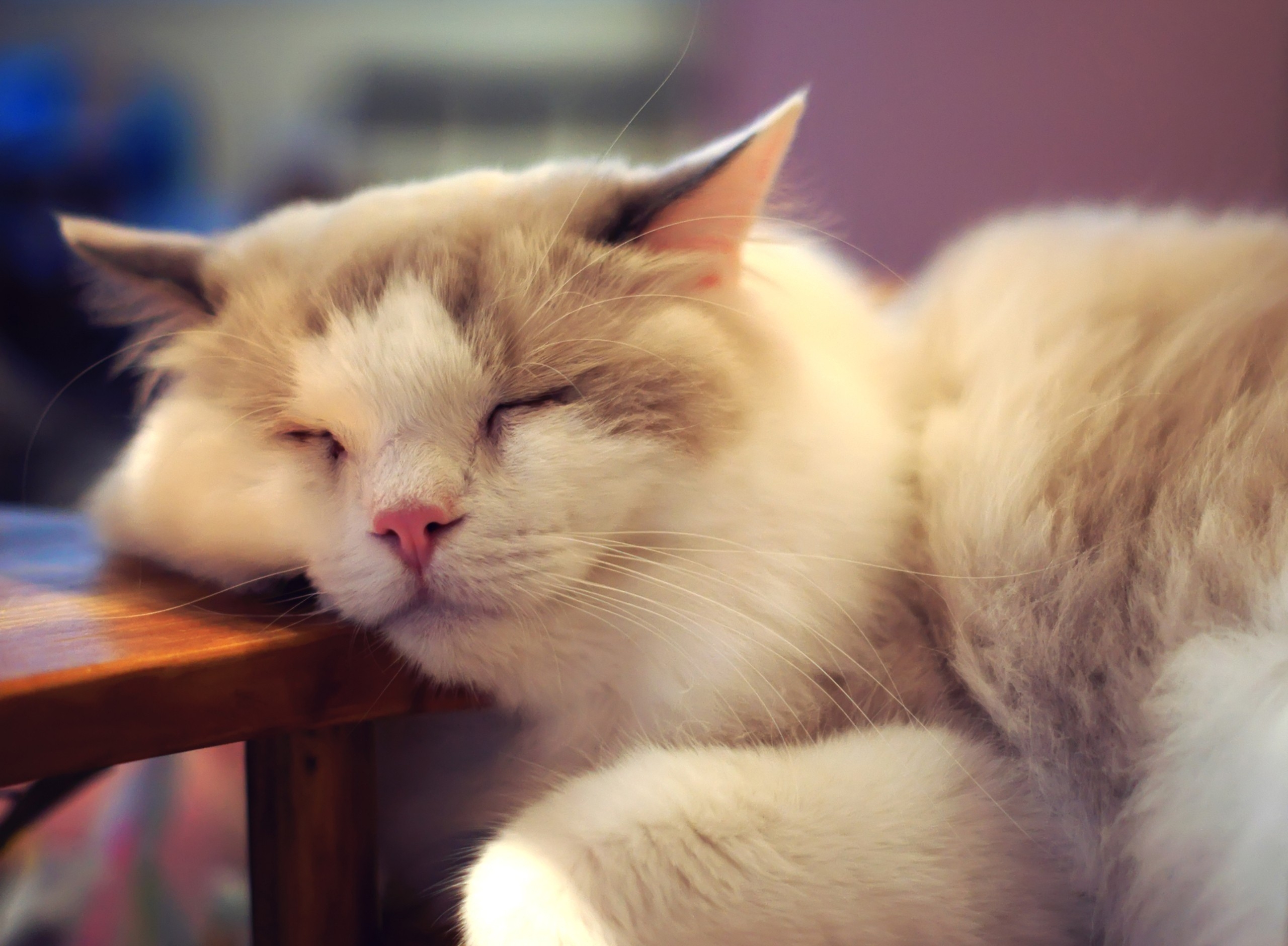 Sweet Dreams Good Night Lovely Cat - HD Wallpaper 