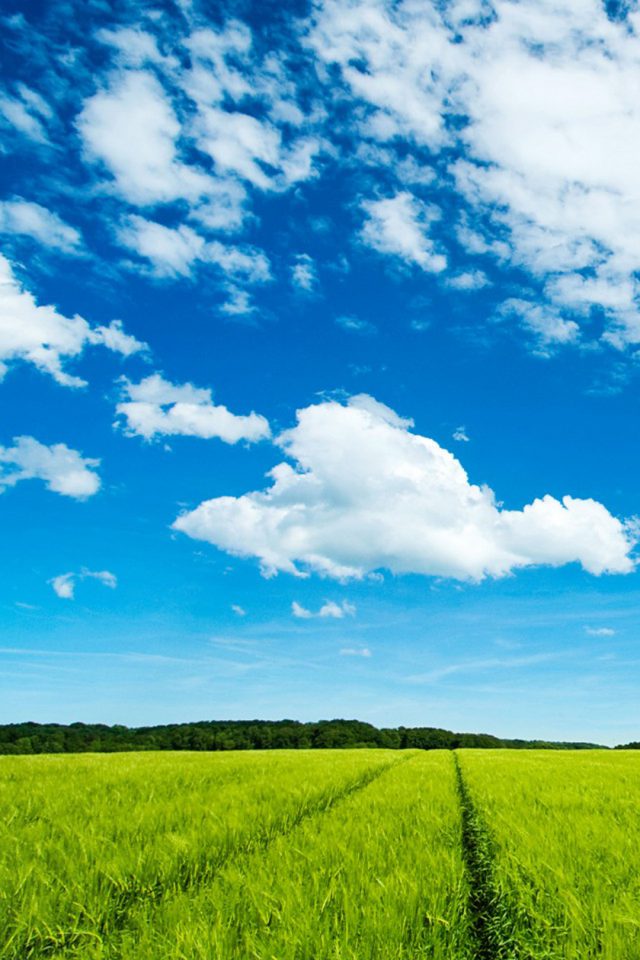 Great Sky And Grass Iphone Wallpaper - Great Sky - HD Wallpaper 