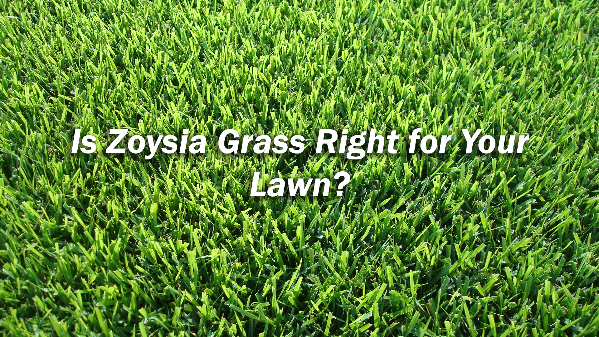 Zoysia Grass - HD Wallpaper 
