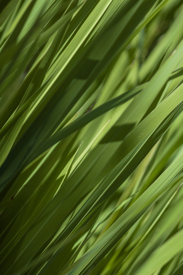 Texture, Grass, Green, Nature - Green - HD Wallpaper 