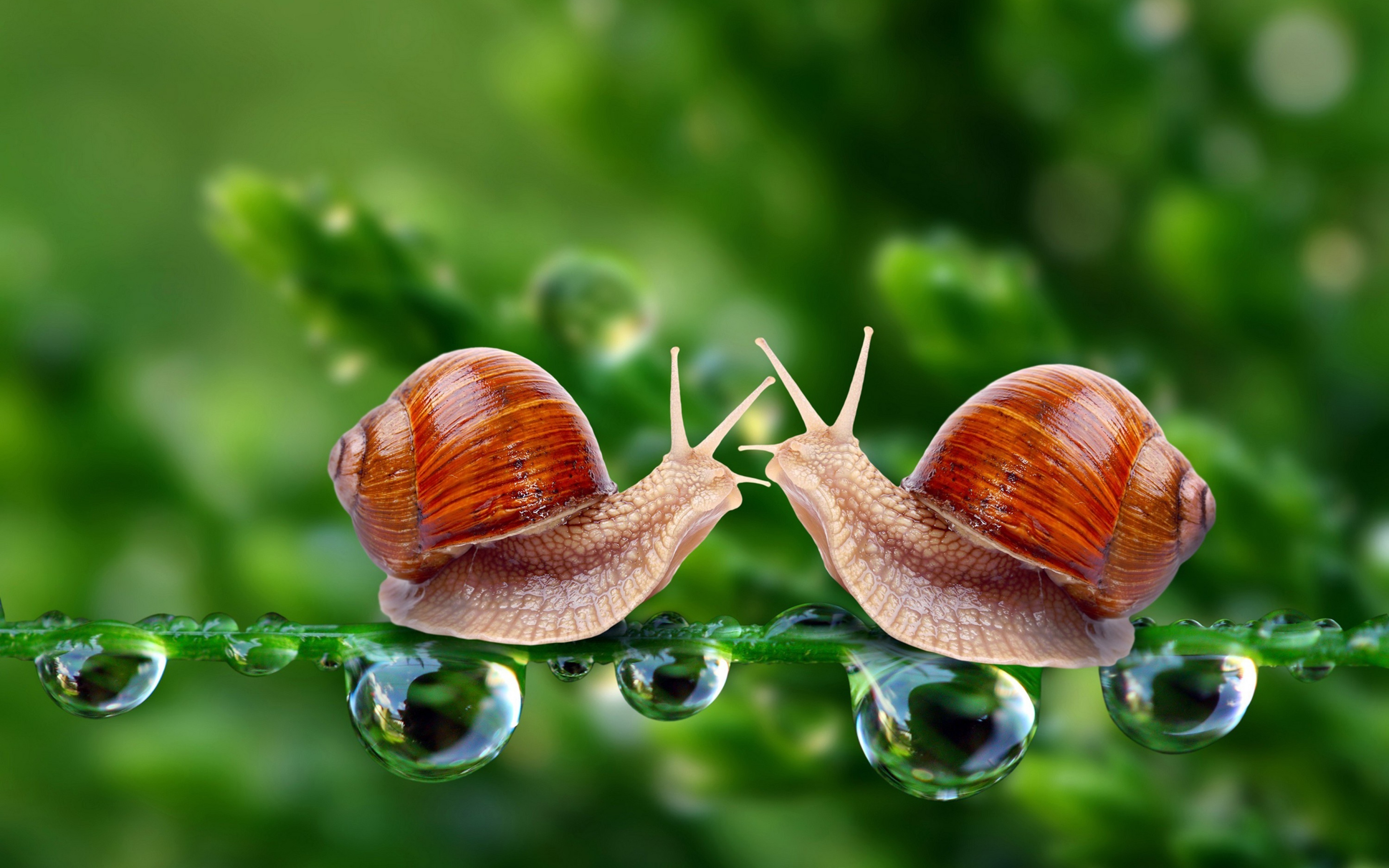 Free Download - HD Wallpaper 