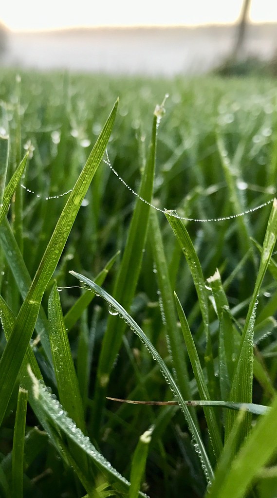 Sweet Grass - HD Wallpaper 