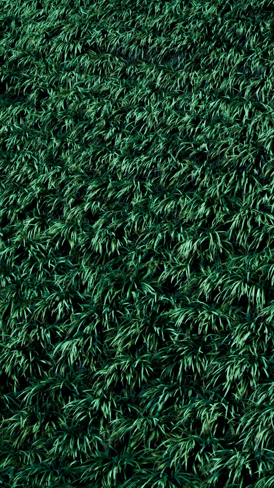 Wallpaper Grass, Lawn, Plants - Iphone Plants Background - HD Wallpaper 