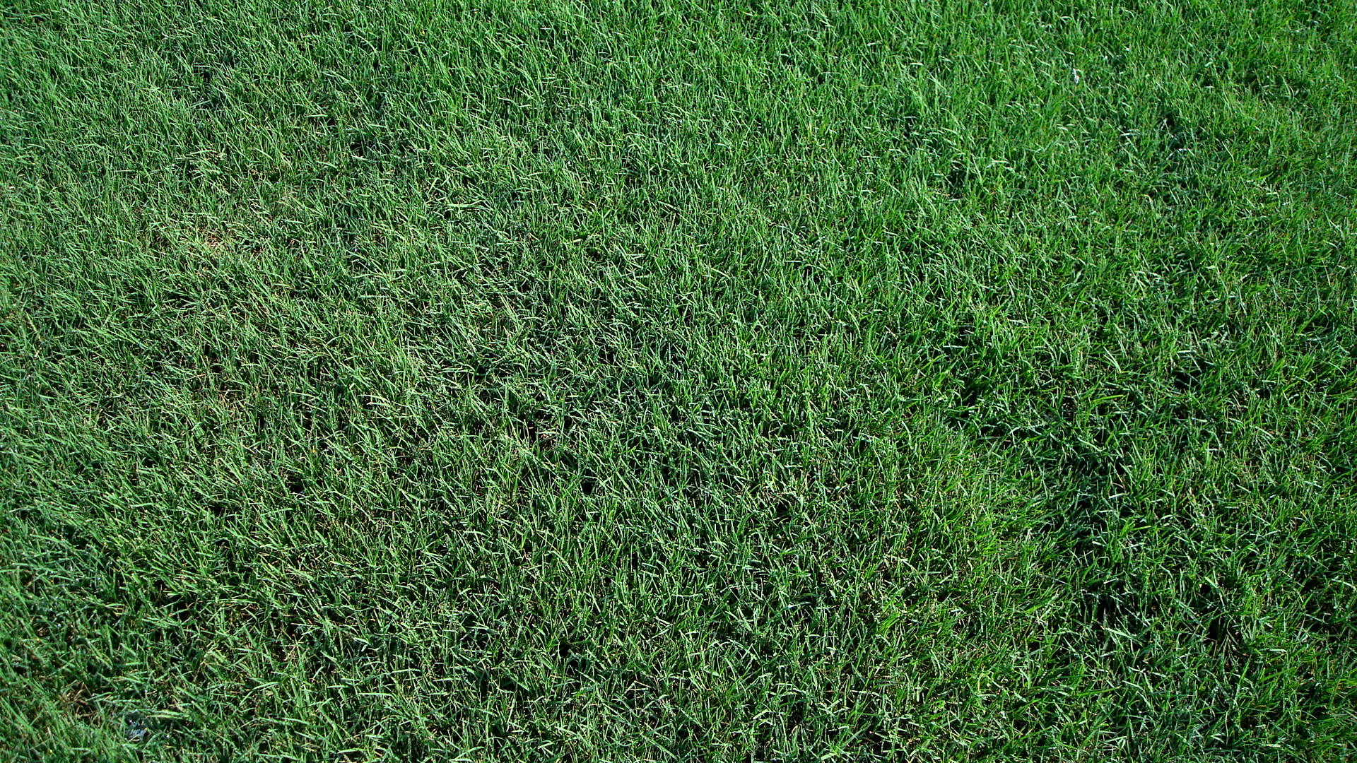 Celebration Bermuda Grass - HD Wallpaper 