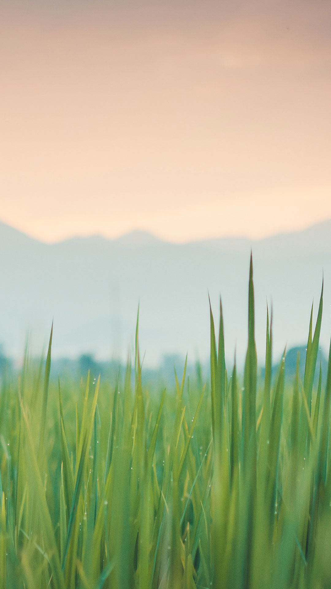 The Green Grass Iphone 6s Plus Wallpaper 1082 
 Data - Grass Wallpaper Iphone - HD Wallpaper 