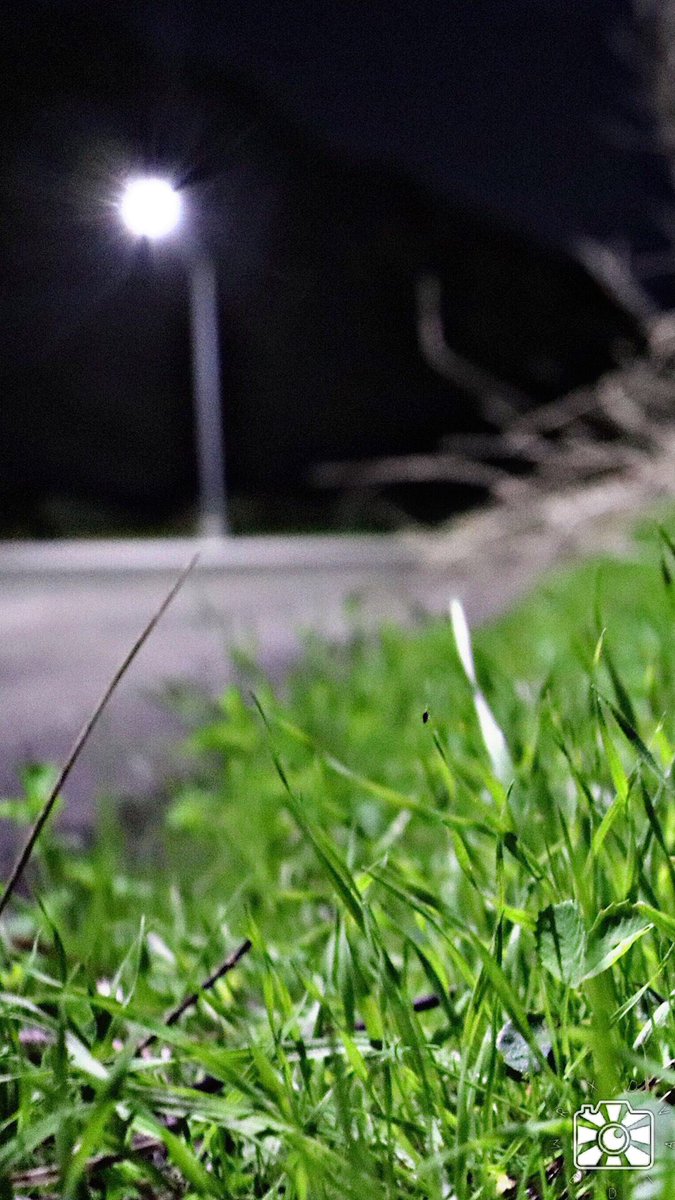 Grass - HD Wallpaper 