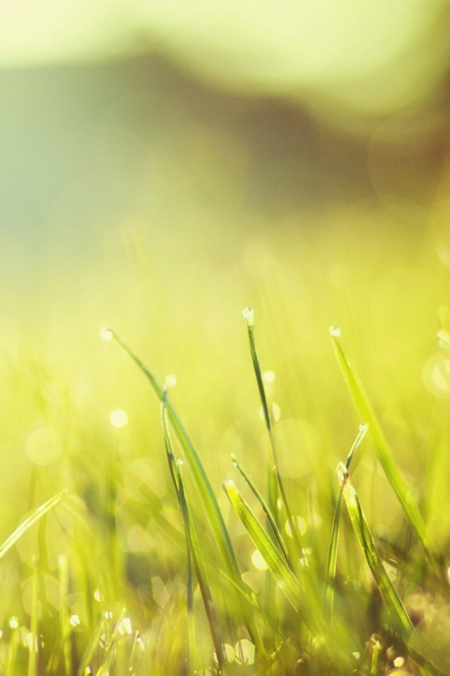 Grass Bokeh Wallpaper - Personal Development - HD Wallpaper 