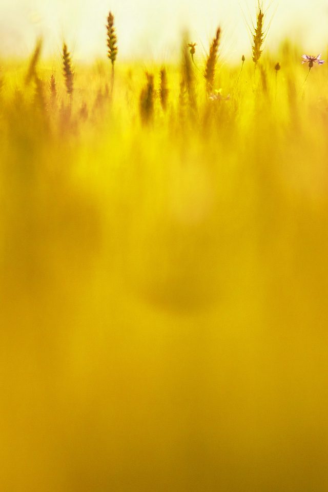 Grass Field Nature Golden Pattern Iphone Wallpaper - Mobile Phone - HD Wallpaper 