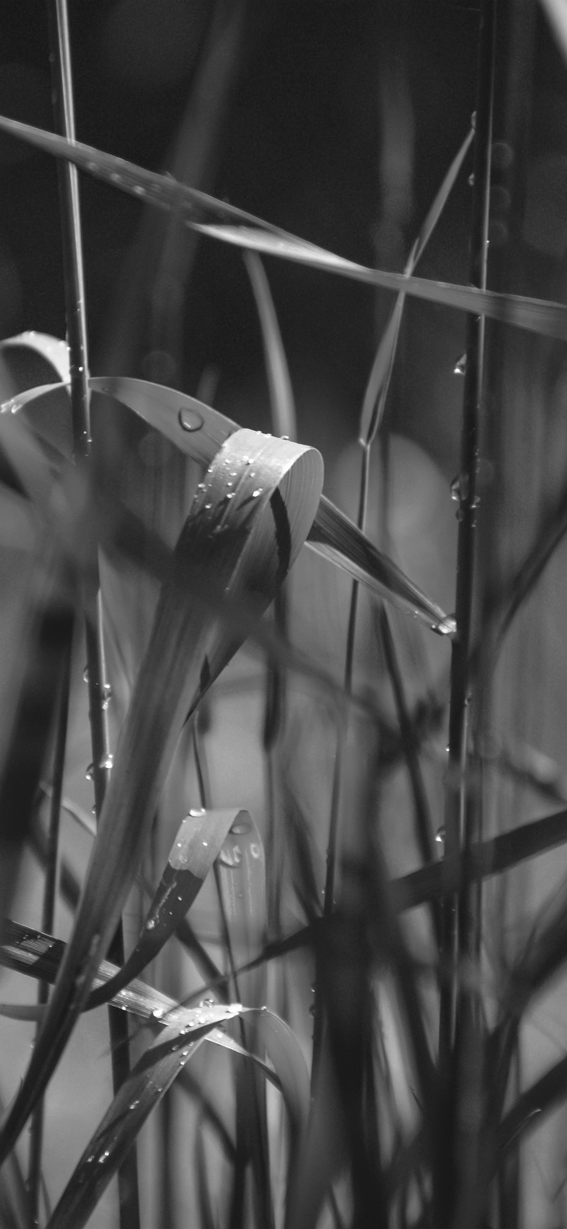 Com Apple Iphone Wallpaper Nc74 Grass Lawn Flower Dark - Leaf Rain Wallpaper For Iphone - HD Wallpaper 