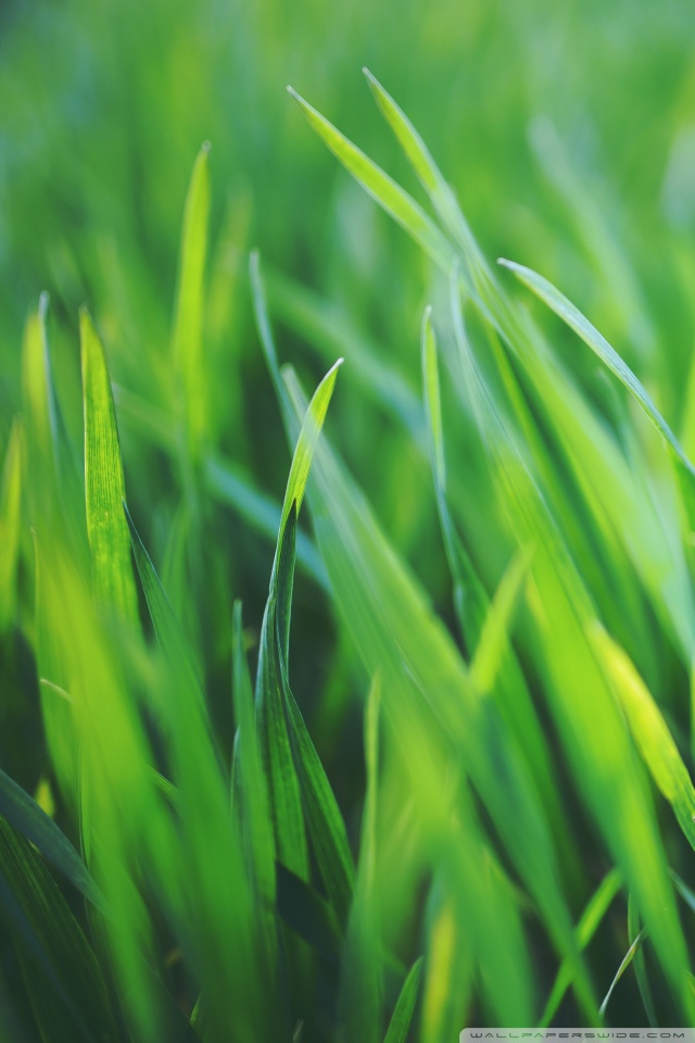 Hd Grass Background - HD Wallpaper 