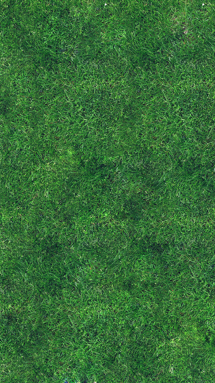 Lawn - HD Wallpaper 