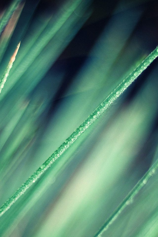 Wallpaper Nature Grass Leaf Green Soft Iphone Wallpaper - Wallpaper - HD Wallpaper 