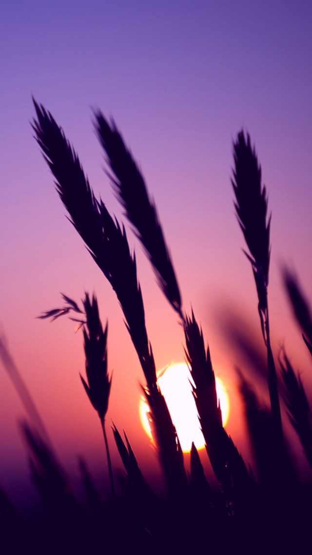 Sunset Purple Sky Grass - Sunset Purple Sky Background - 640x1136 Wallpaper  