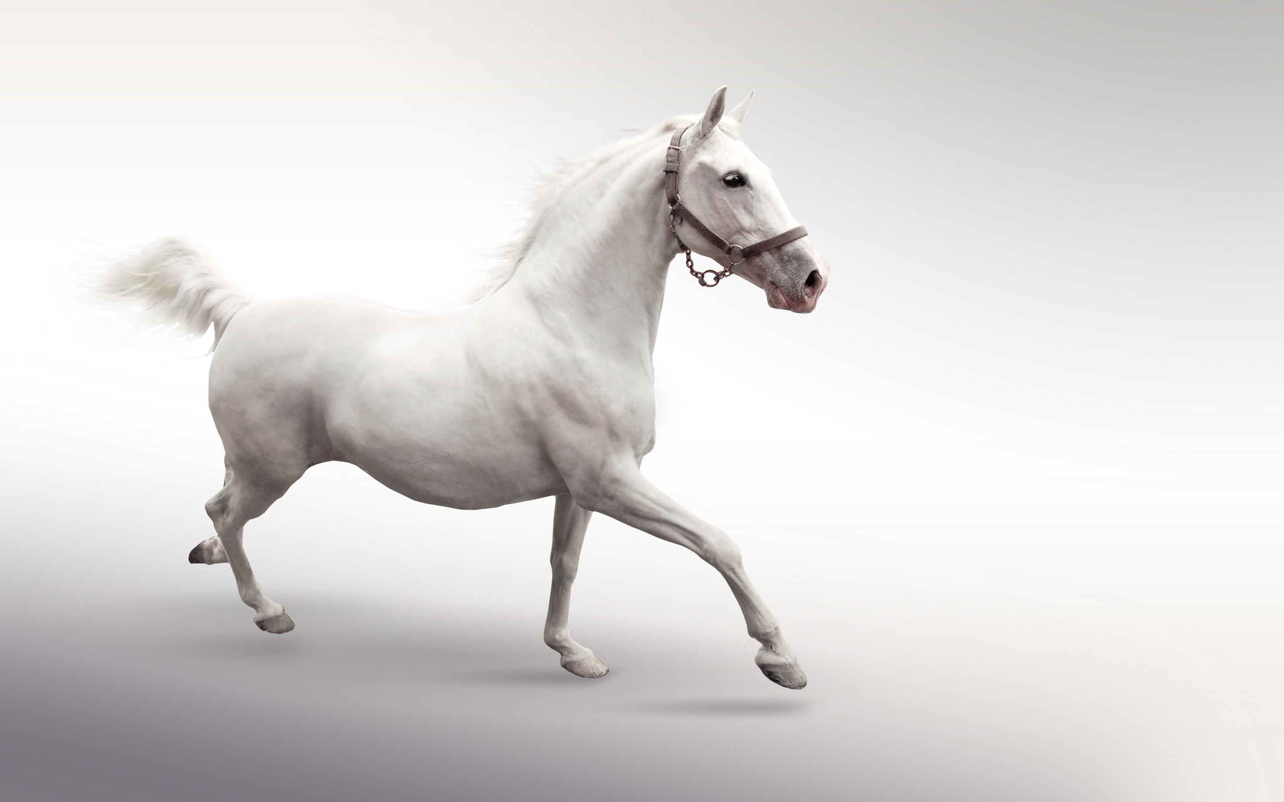 Super Horse Photo Wallpaper - White Horse White Background - 2560x1600  Wallpaper 