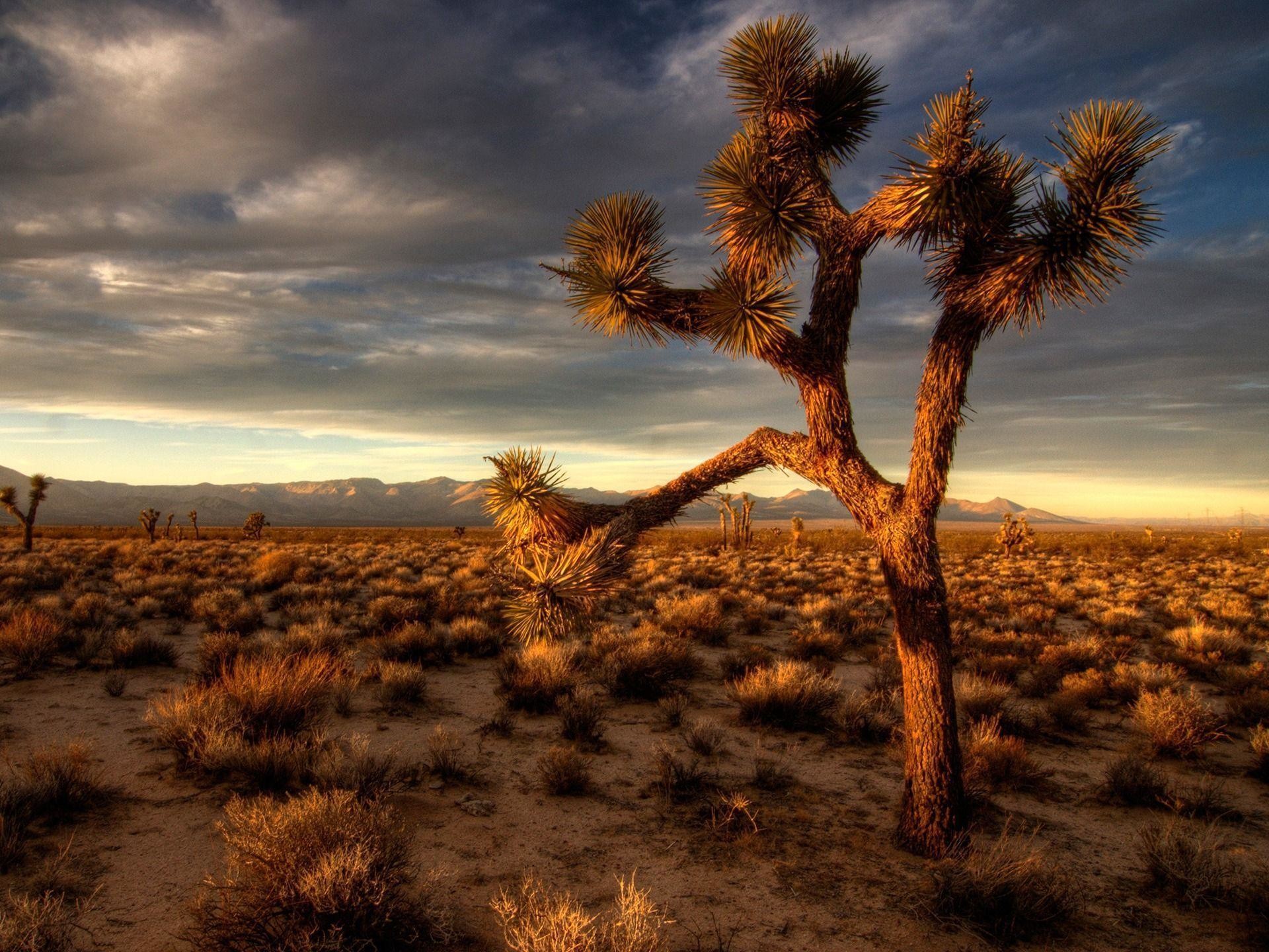 Joshua Tree Wallpaper Plants Nature 
 Data Src Amazing - Joshua Tree U2 - HD Wallpaper 