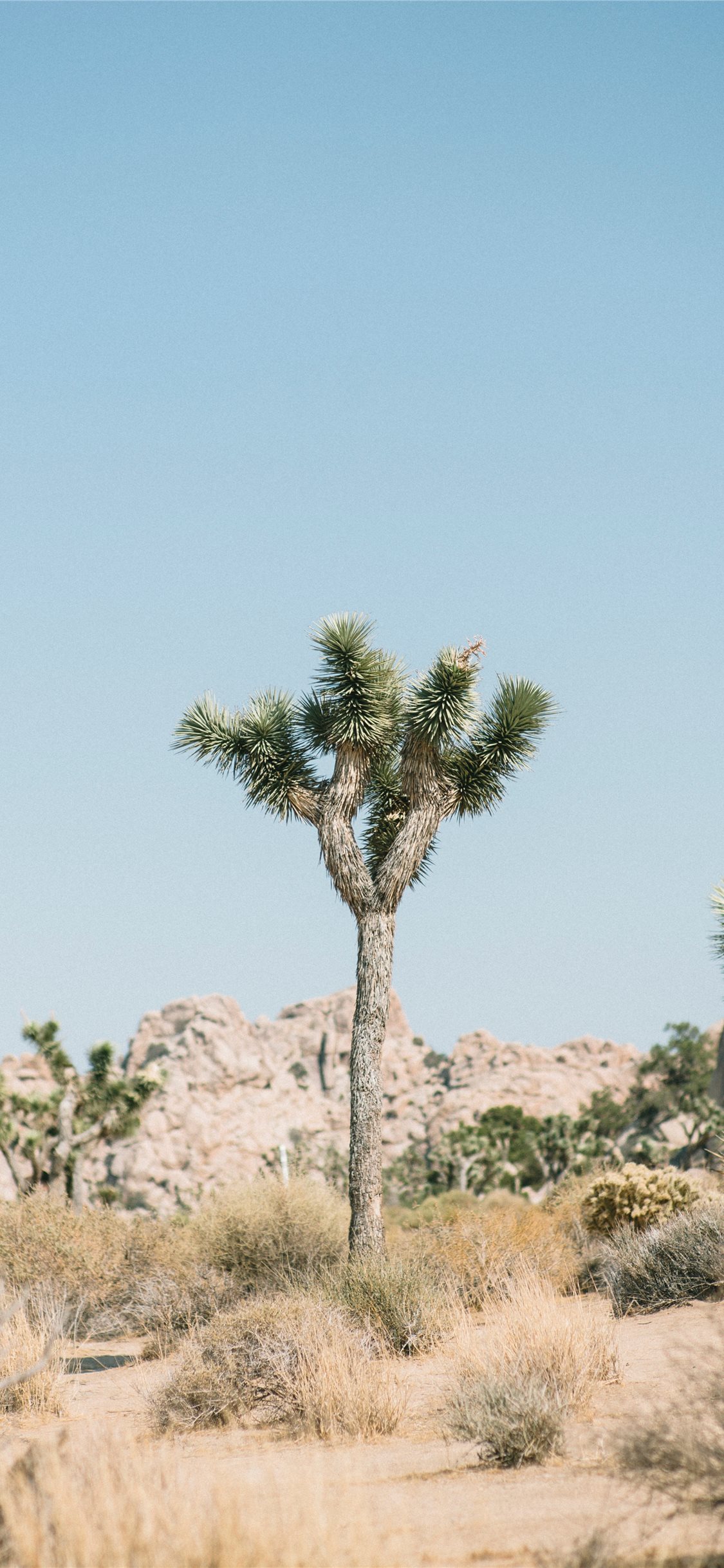 Joshua Tree Wallpaper Iphone - HD Wallpaper 