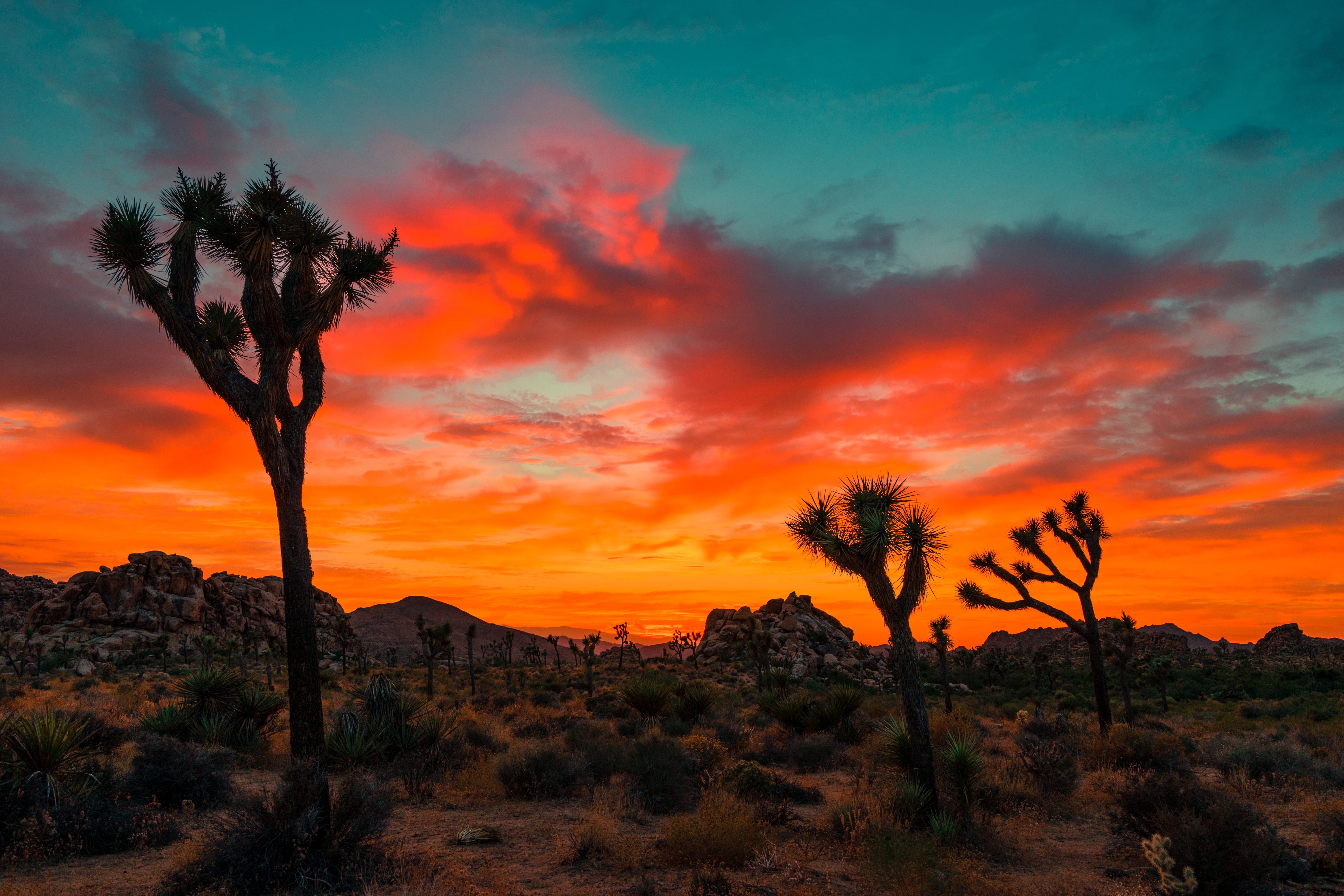 Joshua Tree Sunset - HD Wallpaper 