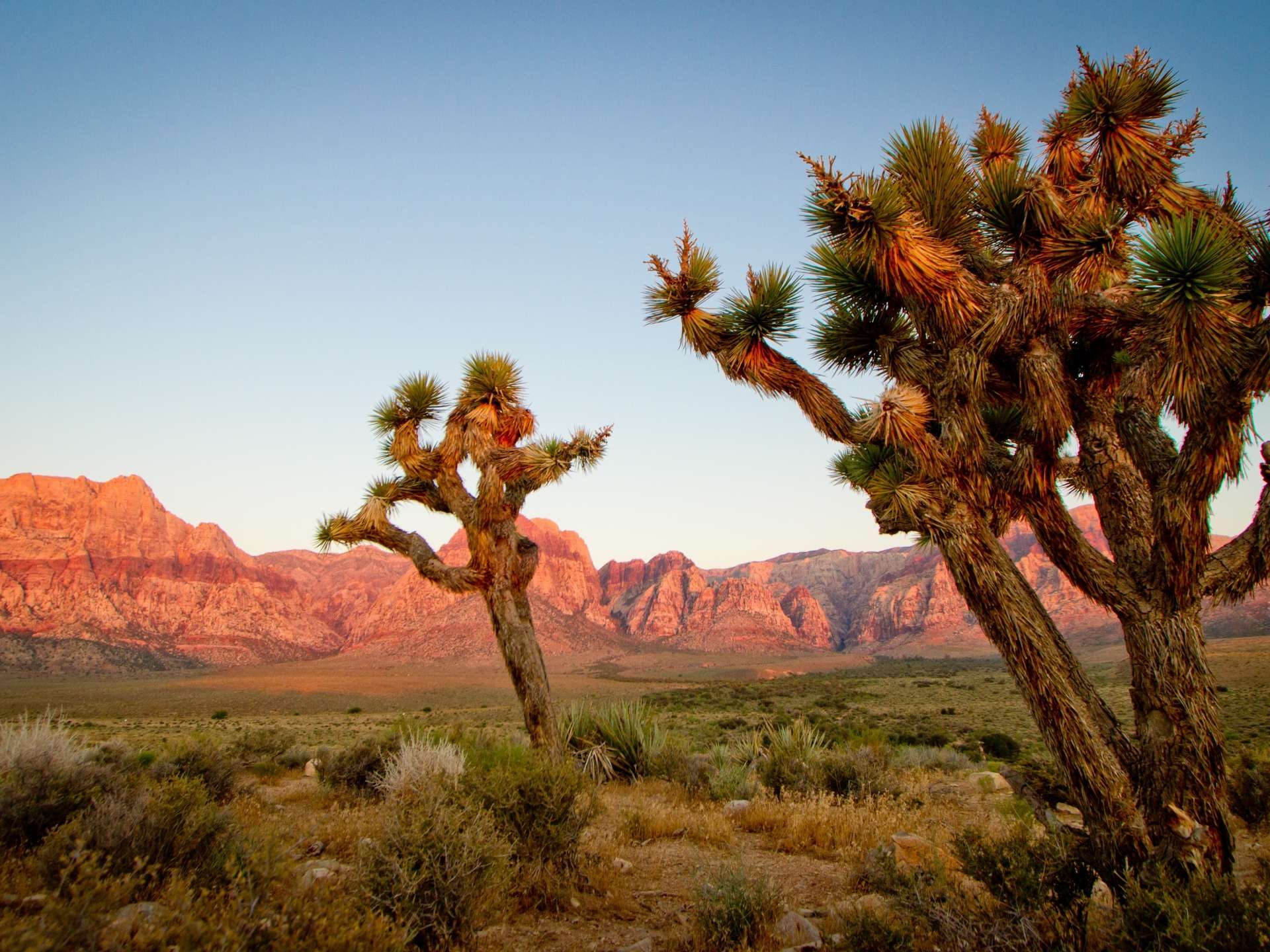 Joshua Tree National Park Desktop - HD Wallpaper 