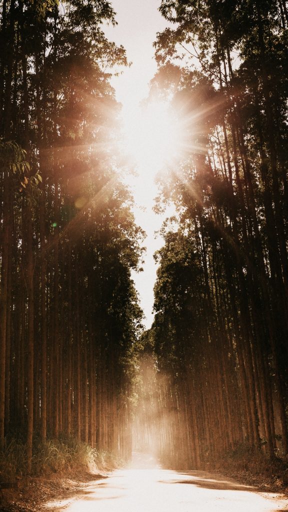 Tree - HD Wallpaper 