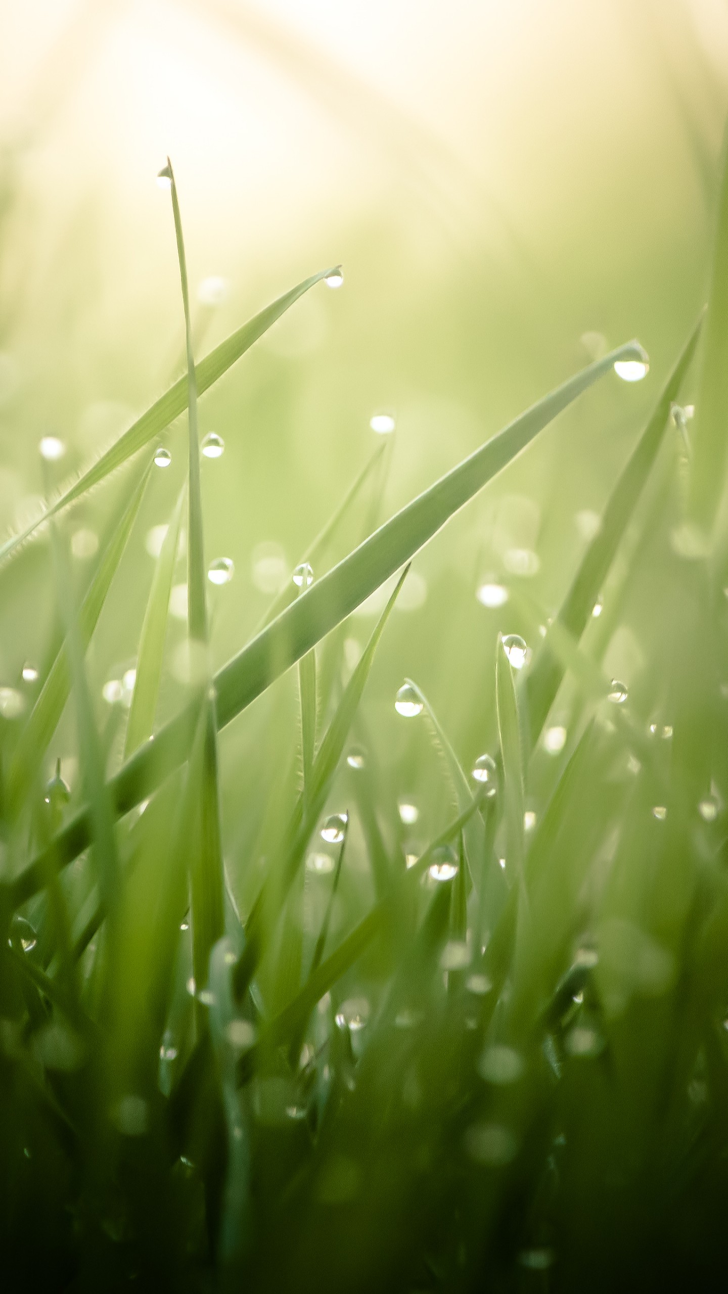 Dew Drops On Grass - HD Wallpaper 
