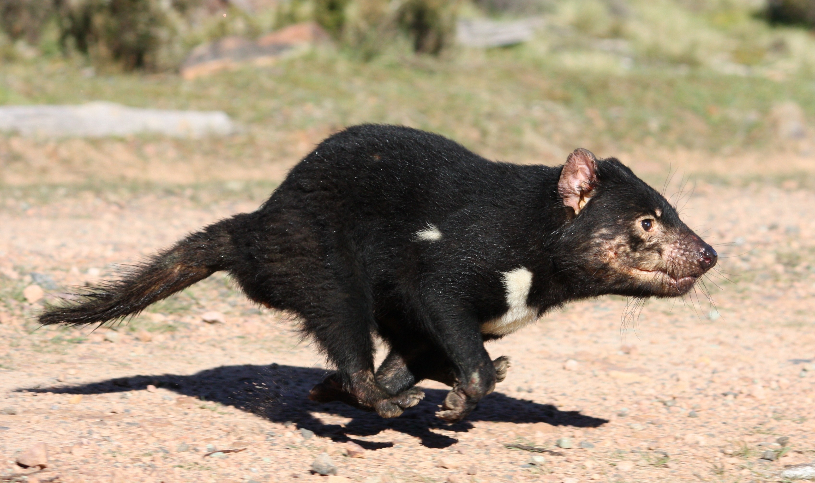 Tasmanian Devil Devil Wallpaper - HD Wallpaper 