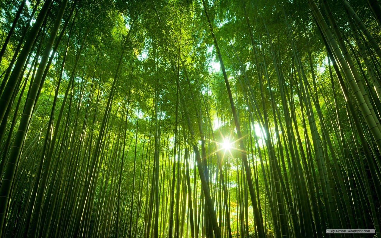 Free Nature Wallpaper - Japanese Bamboo Forest - HD Wallpaper 