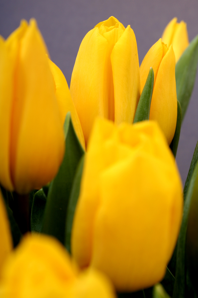 Yellow Tulip Wallpaper Iphone - HD Wallpaper 