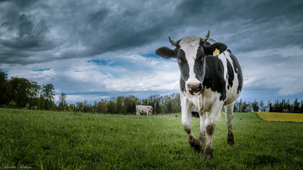 Kuh Hintergrundbild - HD Wallpaper 